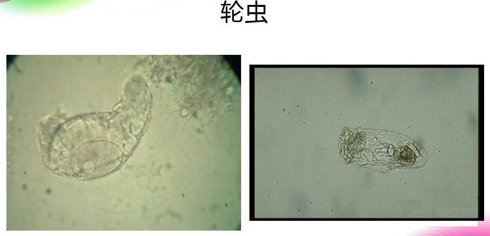活性污泥中毒的原因及控制調(diào)節(jié)- 活性污泥中毒的原因及控制調(diào)節(jié)-