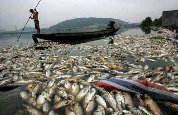 氨氮超標(biāo)有哪些危害？怎么處理氨氮超標(biāo)？-